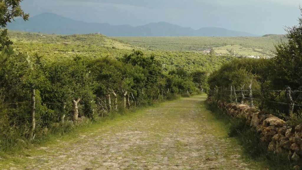 Aclara biólogo que no van contra la flora no nativa de Guanajuato