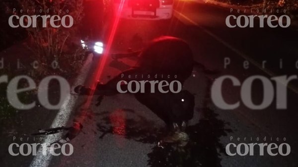 Una vaca muerta fue el saldo de un accidente vehicular