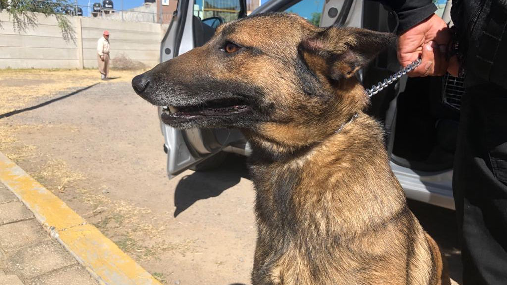 Ellos son Thor y Valkiria, primeros perros que la SSC de Silao da en adopción