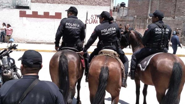 Venta de caballos de la Policía Montada dejó 137 mil pesos de “ganancia”