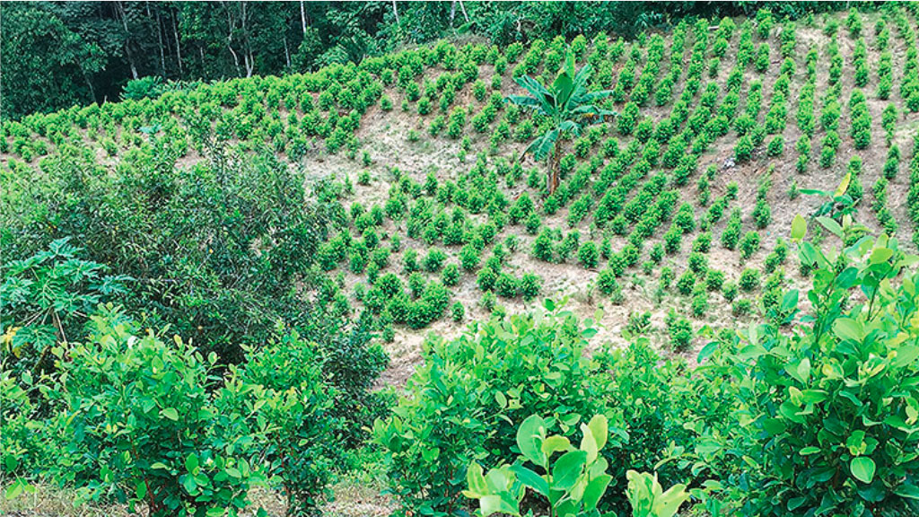 Cárteles podrían enfrentar disminución de la hoja de coca