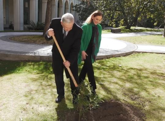 AMLO planta un Ahuehuete en Palacio Nacional para recibir al 2021