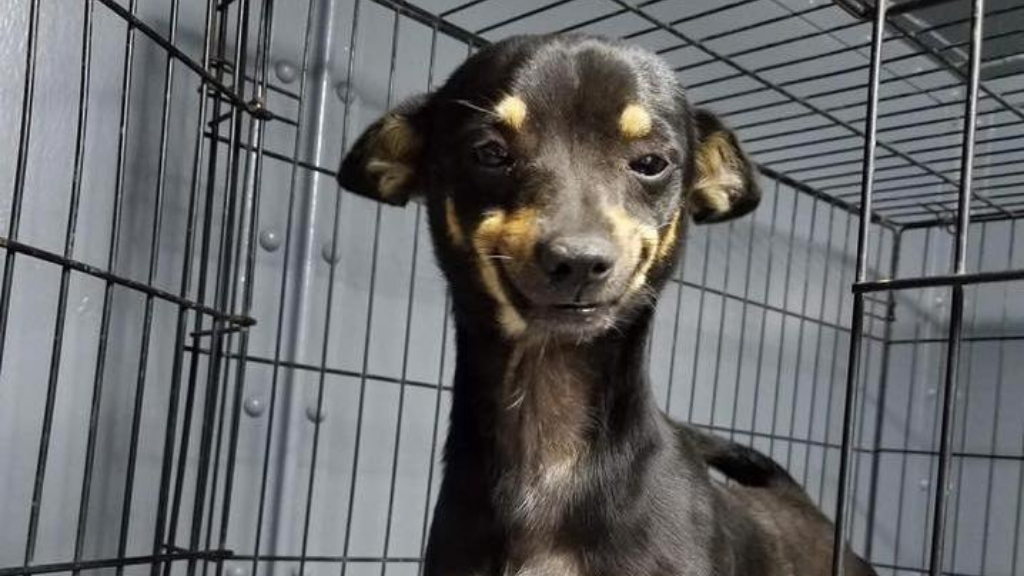 La enorme sonrisa de este lomito hizo que lo adoptaran de inmediato