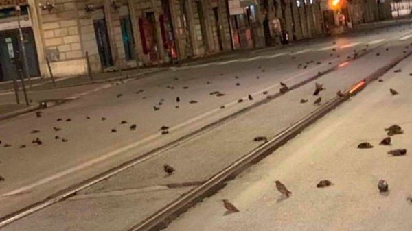 Cientos de pájaros cubrieron las calles de Roma tras morir repentinamente