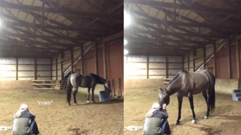 ¡Conmovedor! mujer finge estar triste y la reacción de su caballo se vuelve viral