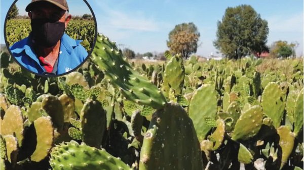 Productores de nopal reportan afectaciones por heladas y robos