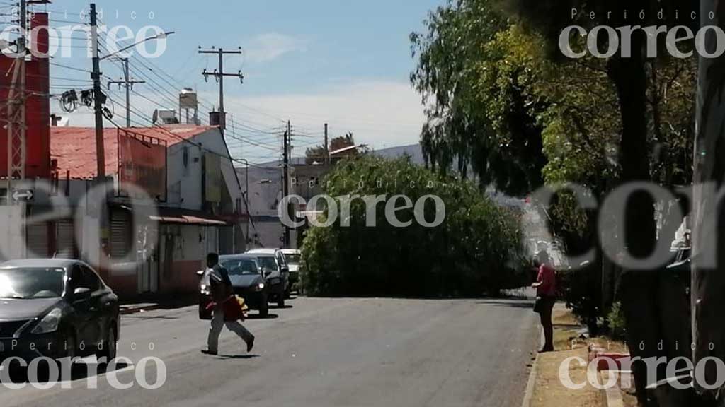 Caída de enorme árbol genera congestionamiento en Celaya