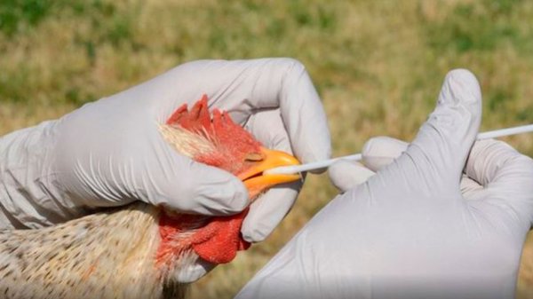 Reportan en Rusia los primeros contagios de gripe aviar H5N8