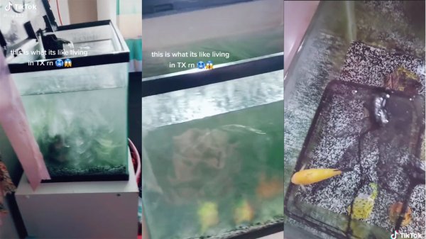 Video: Intenta revivir a sus peces congelados por tormenta en Texas