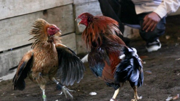 Gallo de peleas mata a su dueño al intentar escapar durante pelea