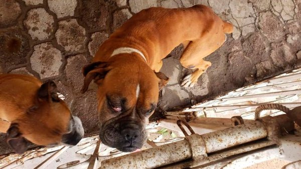 Trabajan en reglamento para echar a andar Centro de Asistencia Animal