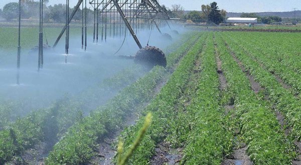 Aseguran que la federación no ha abandonado el campo guanajuatense