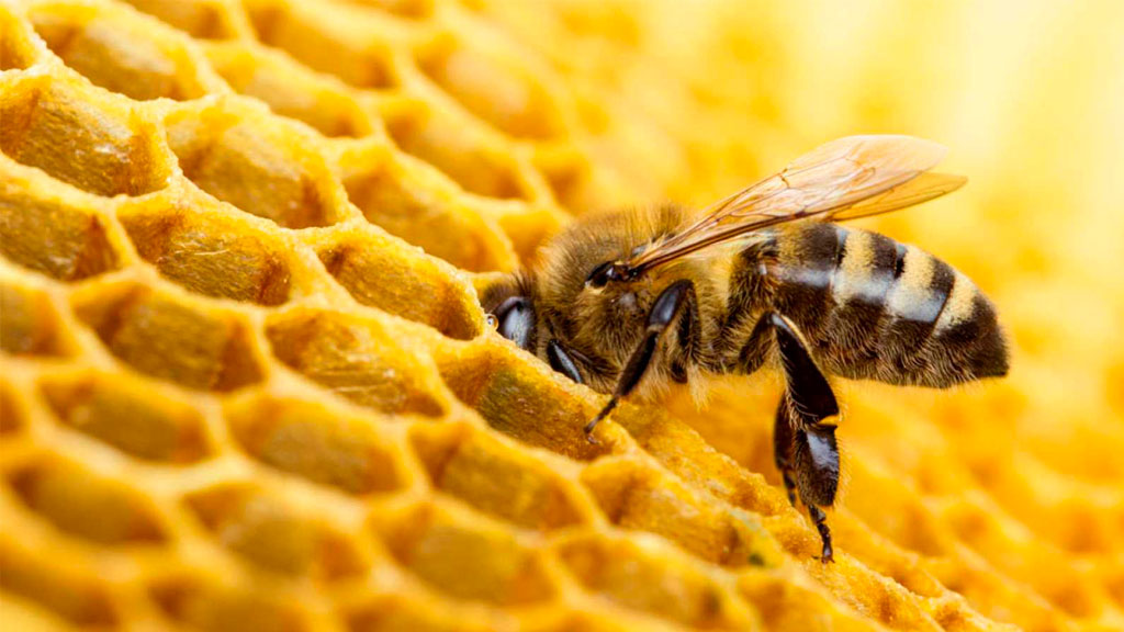 Se preparan para rescatar panales de abejas en Celaya