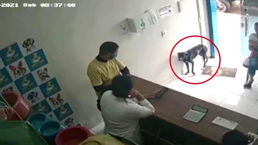 VIDEO: Perrito pide ayuda en veterinaria mostrando su “patita herida”