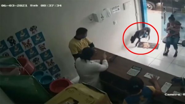 Video: Perrito callejero herido va solo a veterinaria y ‘pide’ que lo curen