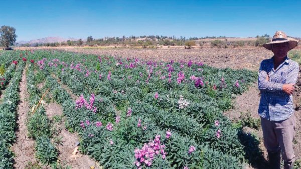 Podría faltarle color a este ‘Día de las Flores’