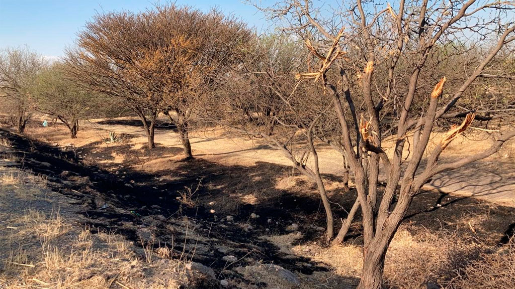 Amenazan a defensores de mezquites en San Agustín de los Tordos