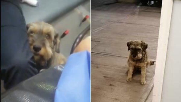 Perrito corre tras la ambulancia que lleva a su dueño herido hasta alcanzarla