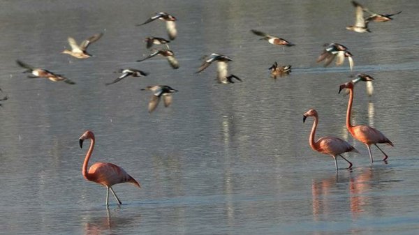 Incrementa biodiversidad de Parque Metropolitano