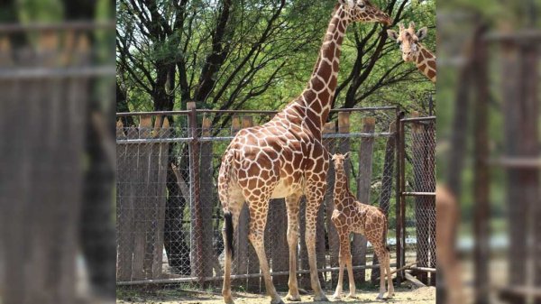 Nace la primera cría de Deniss en el Zoológico de León