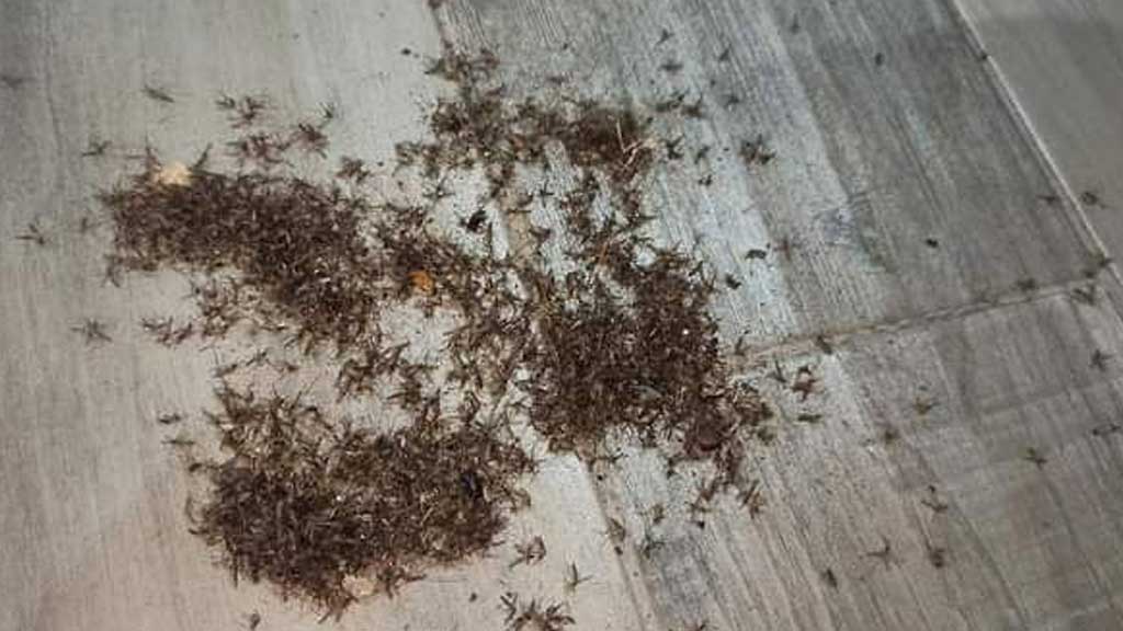 Autoridades atienden plaga de moscos en el Fraccionamiento Arboledas de Ciudad Bajío