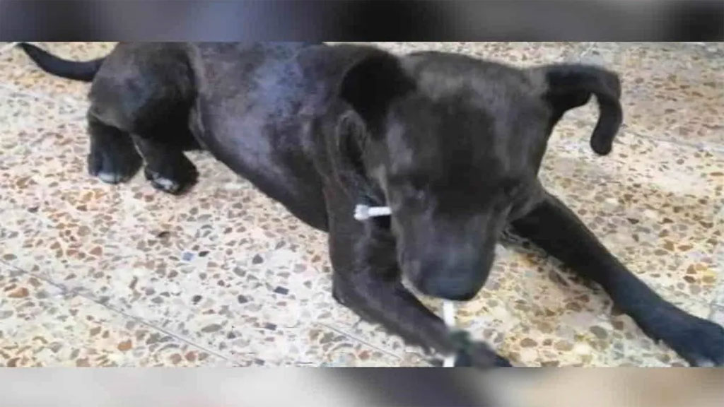 Cachorrita es drogada y abusada sexualmente en Estado de México