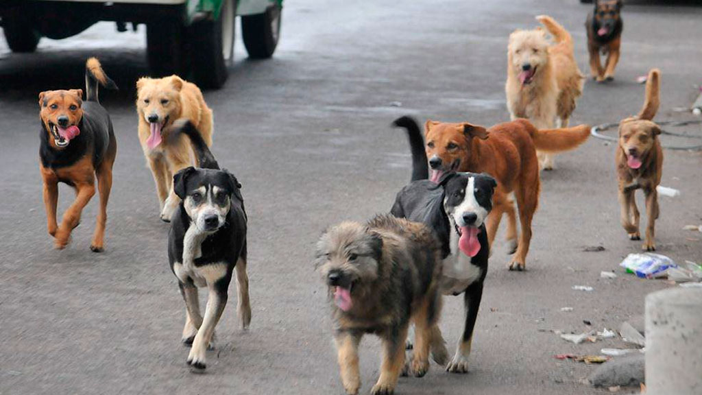 Invitan a salmantinos a esterilizar a gatos y perros esta próxima semana