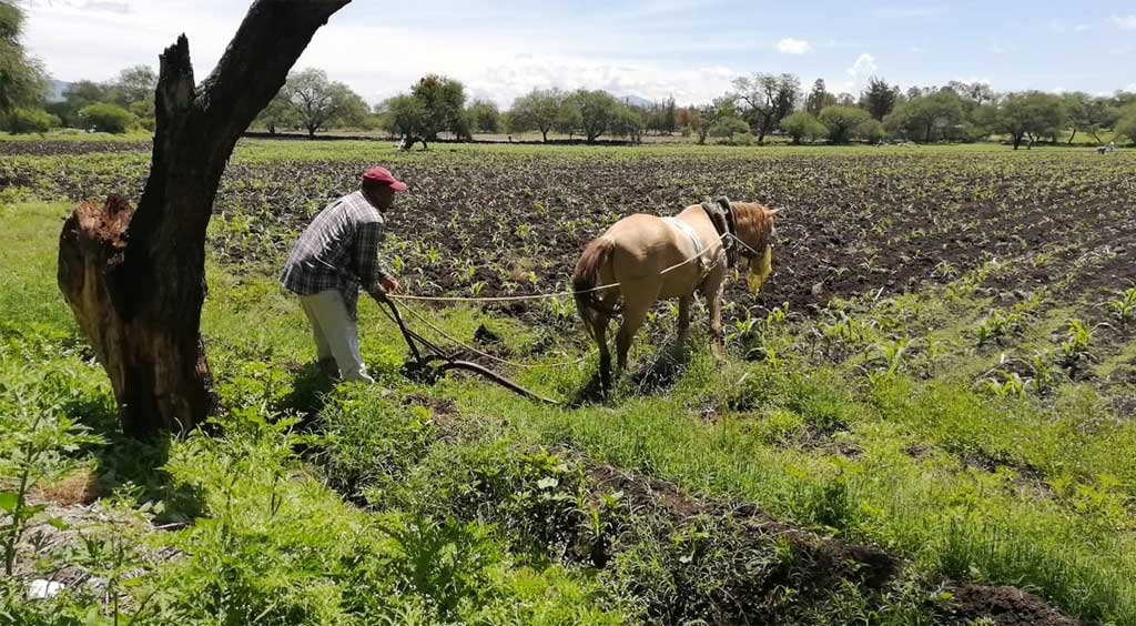 Alistan campesinos tierras para la apertura de presas