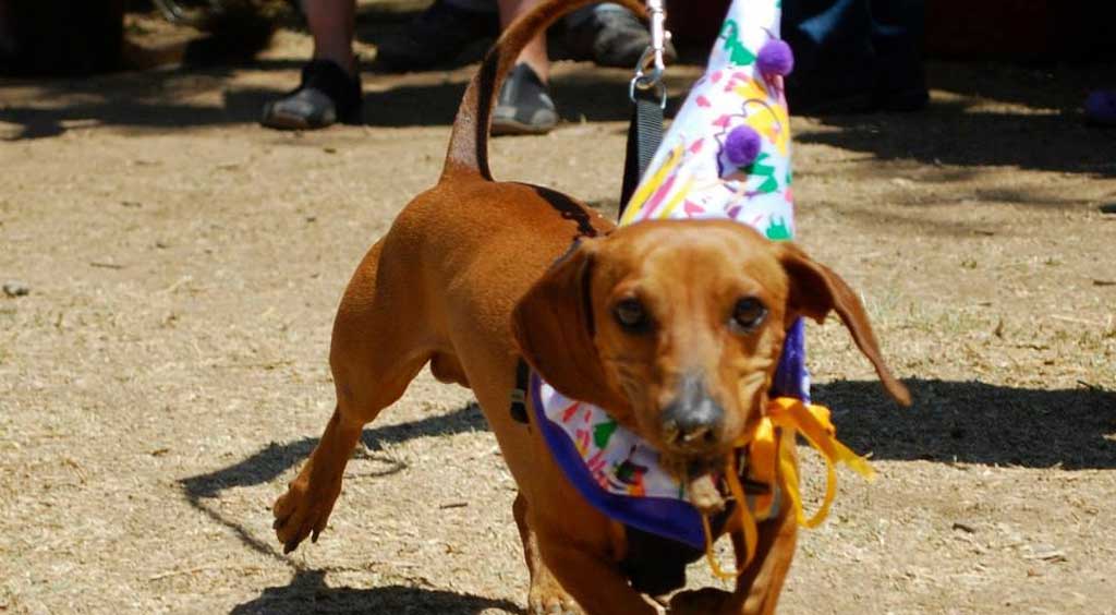 Animalistas cuestionarán a candidatos sus propuestas de protección animal