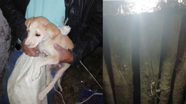 Perrita es rescatada luego de caer en un pozo en Silao