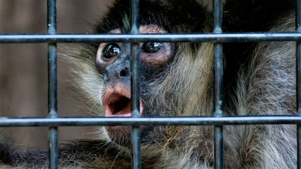 Mono le arranca un dedo a un niño de solo 5 años en el zoológico