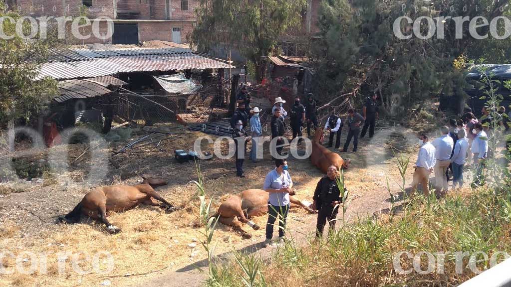 Volcadura deja a dos caballos muertos y uno lesionado en Irapuato