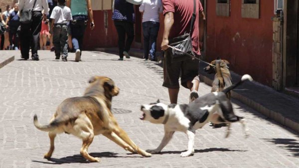 Invitan a campaña de vacunación antirrábica en Guanajuato Capital