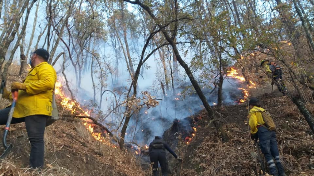 Incendio forestal en ejido de Desmontes ha consumido 350 hectáreas de flora y fauna