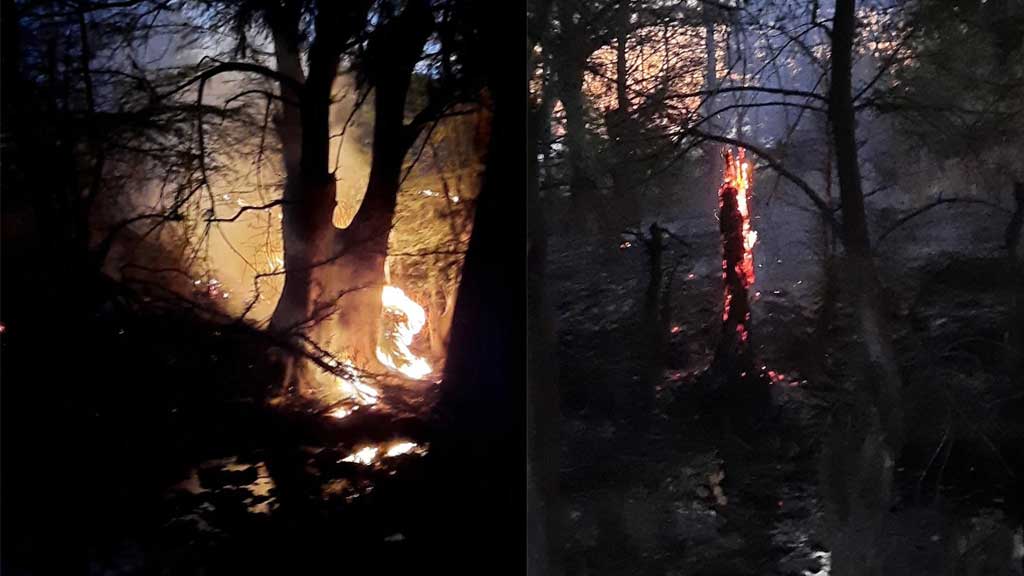 Queman sabinos de más de cien años a orillas del río Lerma