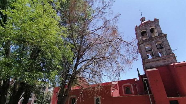 Muere ahuehuete de más de 100 años en el templo del Hospitalito en Irapuato