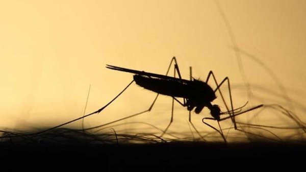 Alertan por primeros casos de dengue en Guanajuato