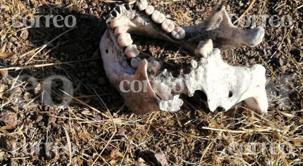 Colectivos de búsqueda localizan restos humanos en San José de Mendoza