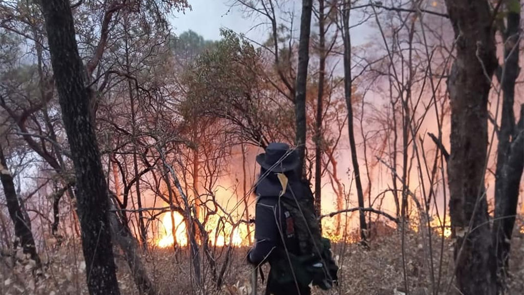 Incendios han afectado 3 mil hectáreas forestales en Guanajuato: Conafor