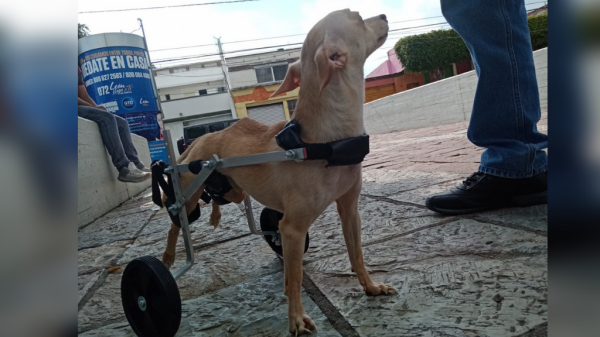 Joven de León crea sillas de ruedas para perritos y gatitos discapacitados