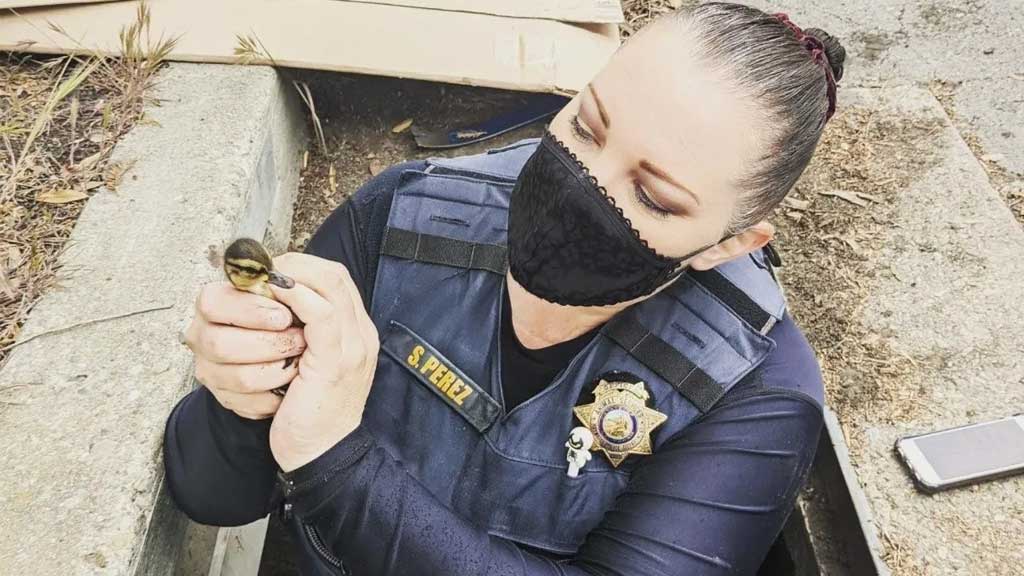 Policía se hace viral por salvar a 11 patitos ‘jugando a la mamá pato’