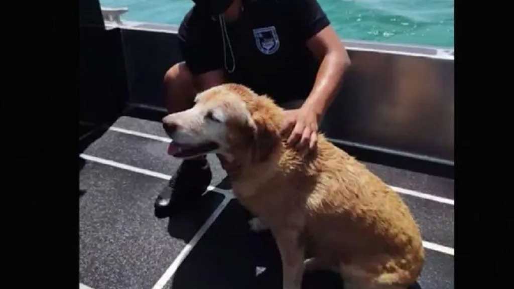 Rescatan a perrita que se encontraba flotando a mar abierto en Yucatán