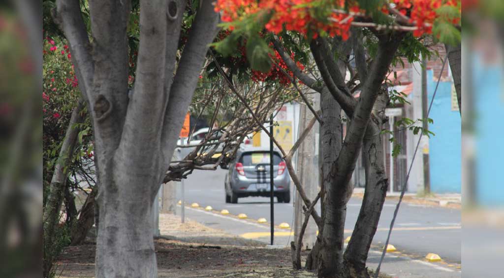 Sequía y pandemia entorpecen la reforestación en Celaya