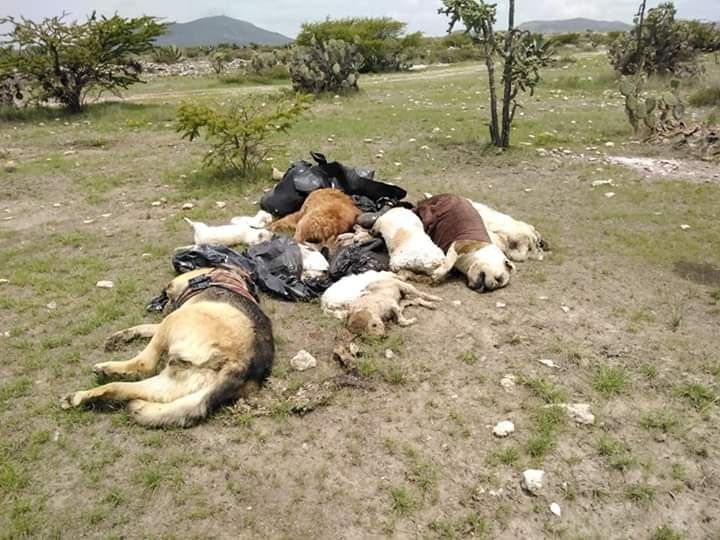 Denuncian e investigan envenenamiento de siete perros en San Luis de la Paz