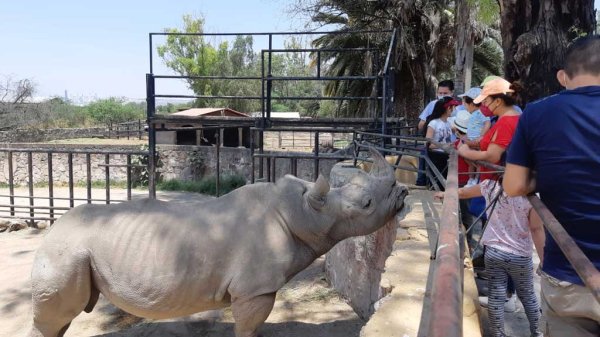 Invitan a celebrar el Día del Niño rodeados de animales en Zoológico de León