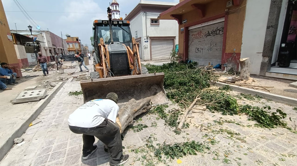 Investiga Contraloría tala de árboles durante obras en pleno centro de Celaya