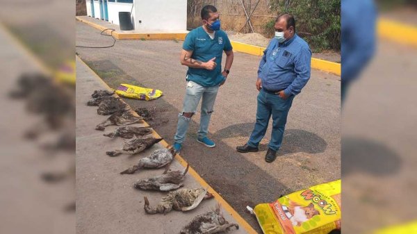 Piden ayuda a Semarnat para investigar muerte de patos en Presa de la Olla