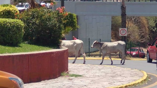 ¿Vacas sin control en Guanajuato capital? preparan operativo para regular su circulación