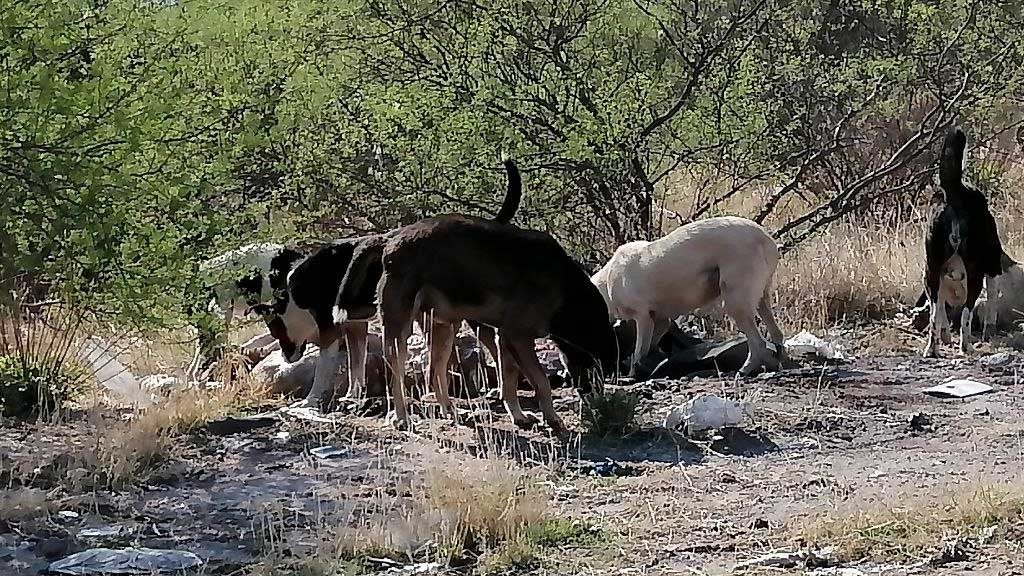 Entre perros, animales muertos y desorden, opera relleno sanitario de Tierra Blanca