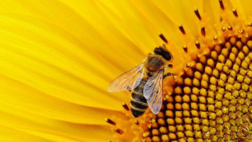 Cosas MUY importantes que debes saber sobre las abejas